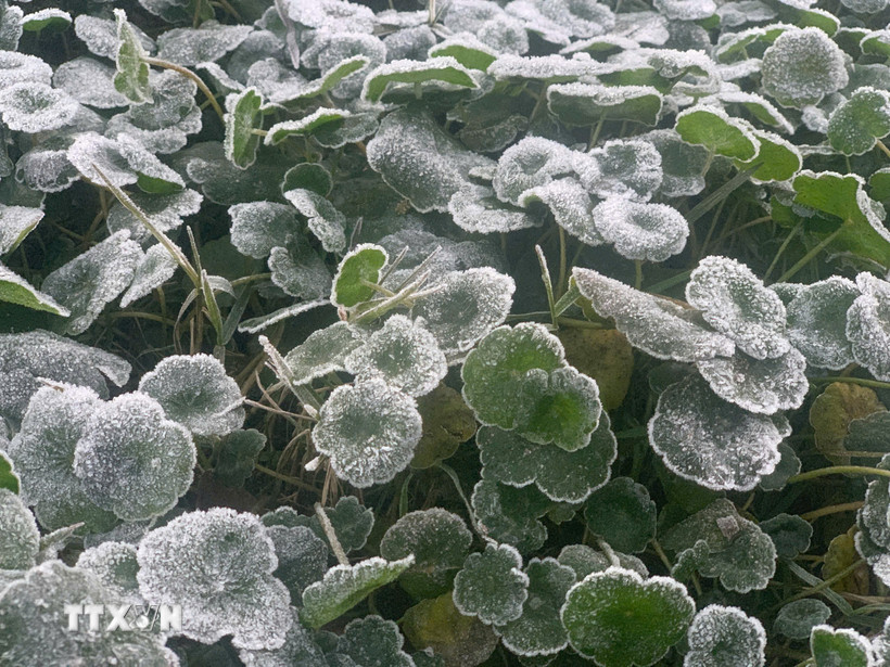 Nhiệt độ giảm sâu xuống dưới 0°C, có thời điểm xuống dưới âm 5°C, khiến băng giá xuất hiện dày đặc trên cây cối, thảm cỏ. (Ảnh: TTXVN phát)