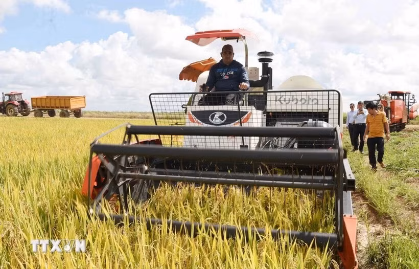 Sản xuất lúa gạo là điểm sáng trong quan hệ hợp tác nông nghiệp Việt Nam-Cuba. (Ảnh: Việt Hùng/TTXVN)