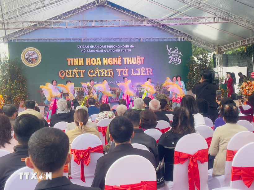 Lễ hội “Tinh hoa nghệ thuật Quất cảnh Tứ Liên” trở thành sự kiện thường niên, mở đầu cho mùa Tết ở vùng bãi sông Hồng. (Ảnh: Tuyết Mai/ TTXVN)