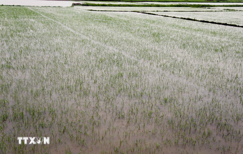 Mưa lớn khiến hàng ngàn ha lúa Hè-Thu vừa gieo trồng trên địa bàn tỉnh Quảng Bình bị chìm trong nước. (Ảnh: Tá Chuyên/TTXVN)