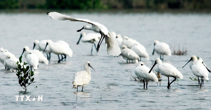 Cò thìa được xếp hạng Nguy cấp trong Sách Đỏ quốc tế, mỗi năm chỉ xuất hiện 40 cá thể trong Vườn Quốc gia Xuân Thủy. (Ảnh: Lâm Khánh/TTVN)