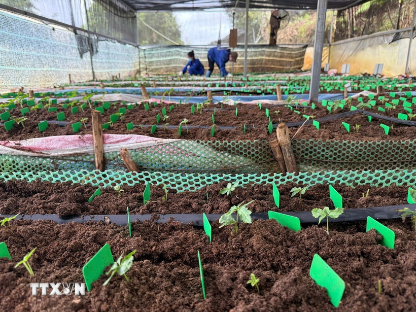 Sâm nuôi cấy mô trong nhà màng của Công ty Cổ phần rượu sâm Ngọc Linh Kon Tum. (Ảnh: Cao Nguyên/ TTXVN)