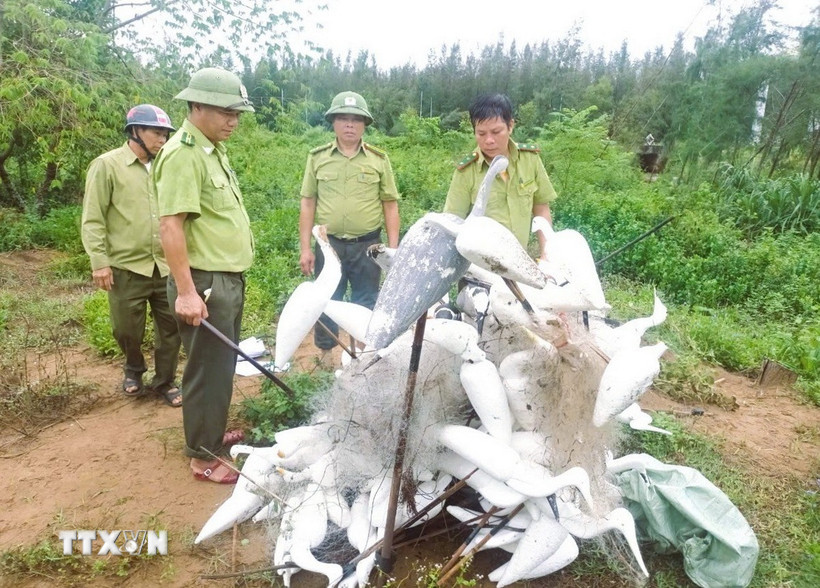 Lực lượng kiểm lâm Hạt Kiểm lâm Quỳnh Lưu-Hoàng Mai đốt, tiêu hủy lưới bẫy và chim giả bằng xốp. (Ảnh: TTXVN phát)