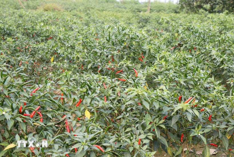 Tỉnh Quảng Ngãi có hơn 2.000ha đất được nông dân trồng ớt. (Ảnh: Phạm Cường/TTXVN)