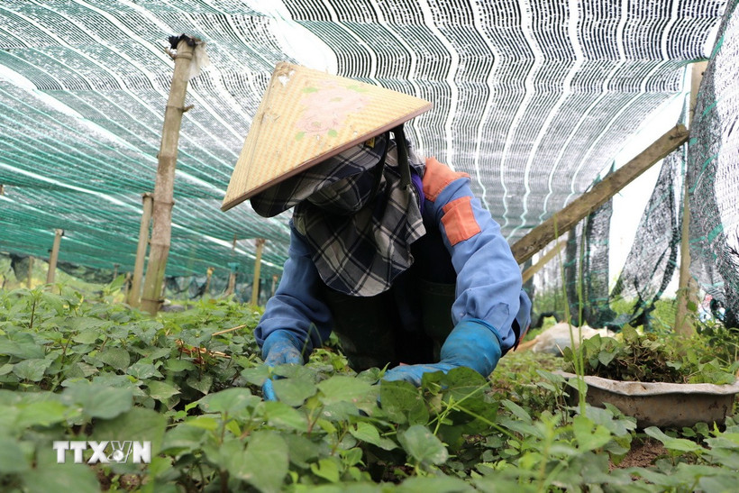 Thu hoạch rau diếp cá. (Ảnh: Đinh Hương/TTXVN)