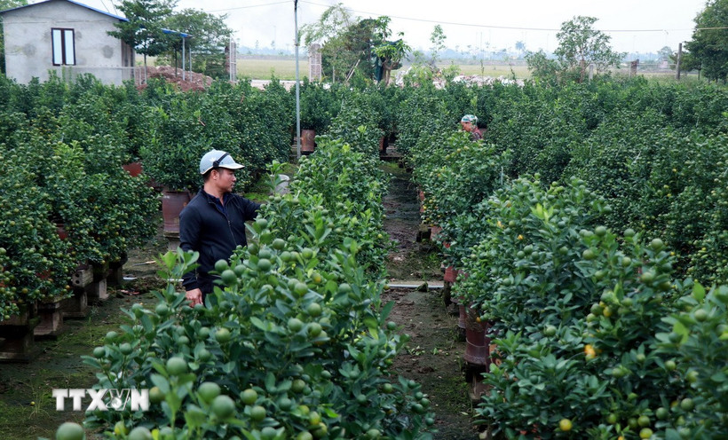 Người dân tích cực chỉnh dáng, chăm sóc để quất chín đúng độ Tết. (Ảnh: Nguyễn Lành/TTXVN)