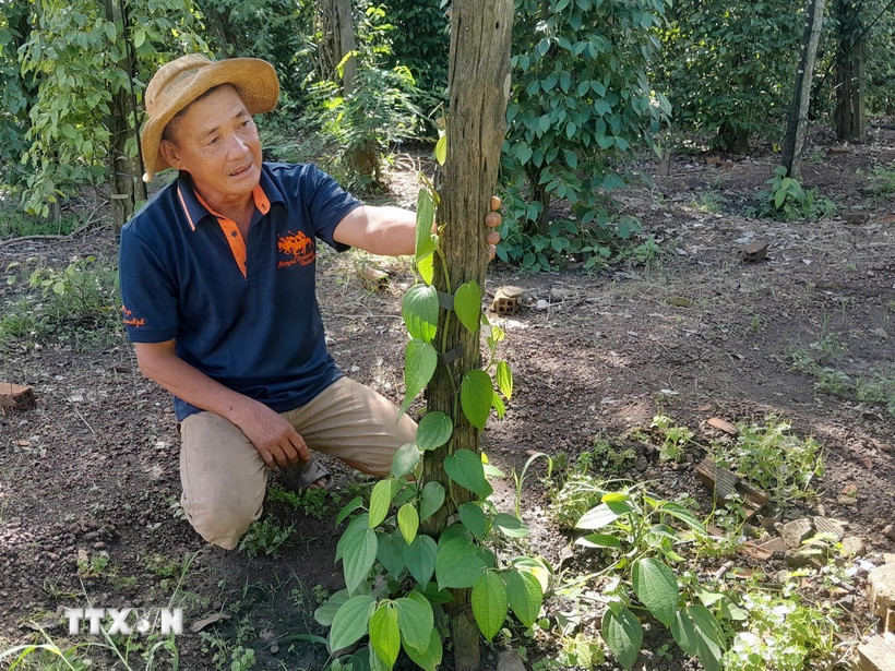 Gia đình ông Lê Văn Đen ở ấp Tân Hội, xã biên giới Tân Tiến, tỉnh Đồng Nai, chăm sóc vườn tiêu mới trồng theo hướng hữu cơ. (Ảnh: K GỬIH/TTXVN)