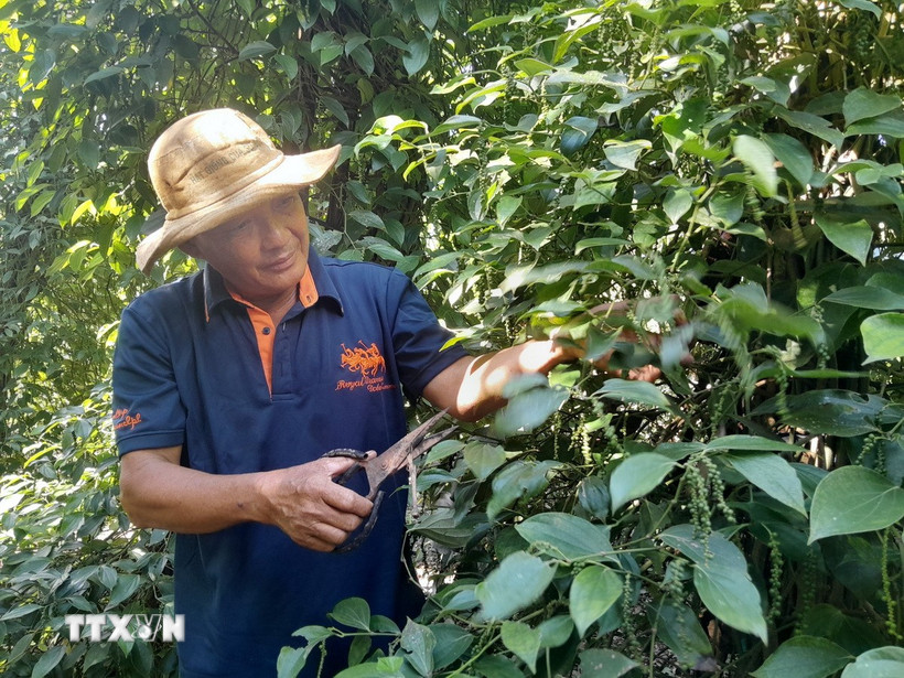 Ông Lê Văn Đen ở ấp Tân Hội, xã biên giới Tân Tiến, tỉnh Đồng Nai chăm sóc vườn tiêu. (Ảnh: K GỬIH/TTXVN)
