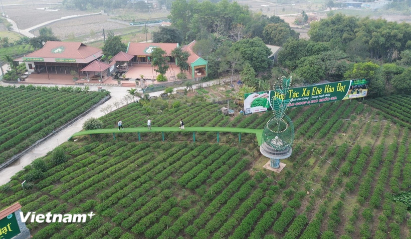 Vùng nguyên liệu để sản xuất sản phẩm OCOP của Hợp tác xã chè Hảo Đạt, xã Tân Cương, thành phố Thái Nguyên. (Nguồn: Vietnam+)