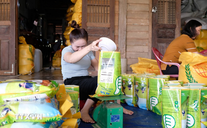 Một cơ sở sản xuất nếp quýt Đạ Tẻh (được tỉnh Lâm Đồng công nhận sản phẩm OCOP 3 sao) đóng gói sản phẩm phục vụ thị trường Tết. (Ảnh: Nguyễn Dũng/TTXVN)