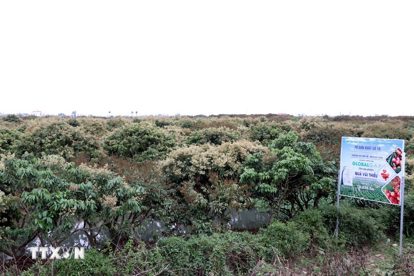 Vùng vải Thanh Hà đang nở rộ hoa và đậu quả non hứa hẹn một vụ được mùa. (Ảnh: Mạnh Tú/TTXVN)