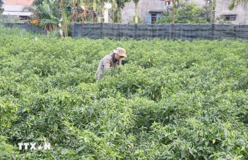 Trồng ớt xanh. (Ảnh: Phạm Cường/TTXVN)