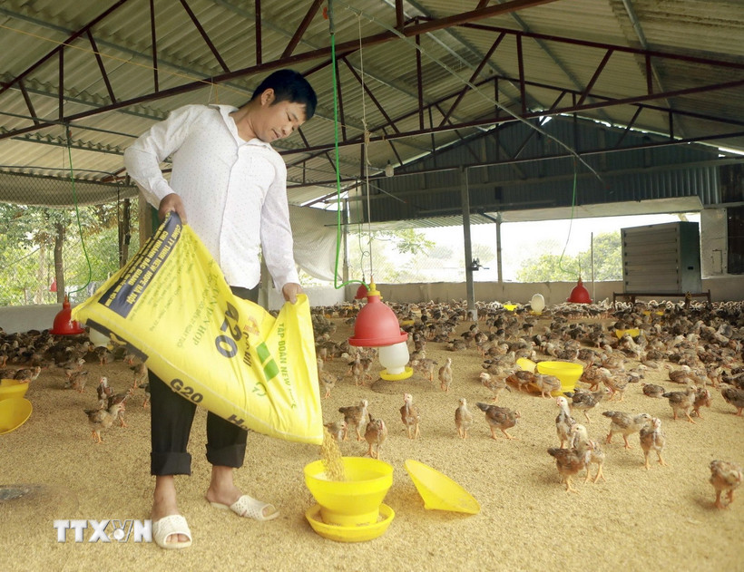 Nhờ nguốn vốn vay, gia đình anh Nguyễn Văn Toại, thôn Đồng Giếng, xã Đạo Trù đã đầu tư phát triển chăn nuôi, mang lại thu nhập ổn định. (Ảnh: Nguyễn Thảo/TTXVN)