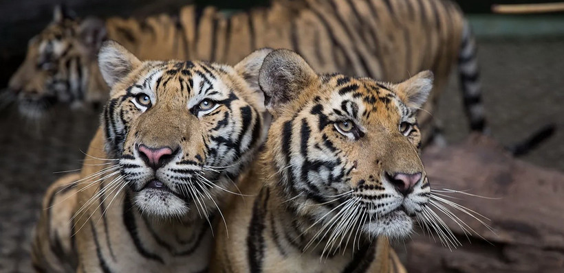 Hổ ở Khu bảo tồn tại huyện Mae Rim, Chiang Mai, Thái Lan. (Nguồn: Getty)