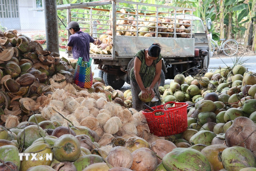Sơ chế dừa khô ở một cơ sở thu mua dừa tại xã Bình Ninh, huyện Chợ Gạo, tỉnh Tiền Giang. (Ảnh: Hữu Chí/TTXVN)