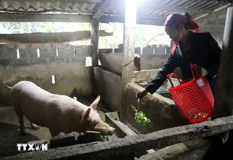 Đảng viên Hồ Thị Pan ở bản Khe Ngang, xã Trường Xuân, huyện Quảng Ninh (Quảng Bình) với 25 năm tuổi Đảng, là tấm gương điển hình phát triển kinh tế, xóa đói giảm nghèo. (Ảnh: Tá Chuyên/TTXVN)