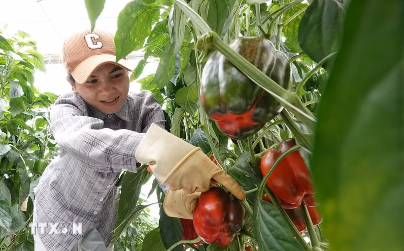 Một nhà vườn thu hoạch ớt chuông Đà Lạt để cung cấp cho thị trường. (Ảnh: Nguyễn Dũng/ TTXVN)