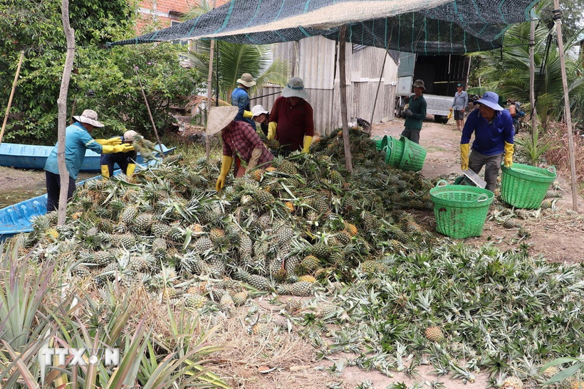 Thương lái thu mua dứa tại xã Thạnh Mỹ (Tân Phước, Tiền Giang). (Ảnh: Minh Trí/TTXVN)