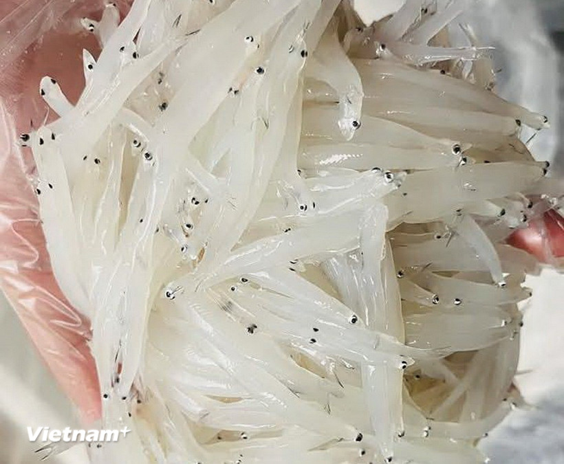 Cá ngần. (Nguồn: Vietnam+)