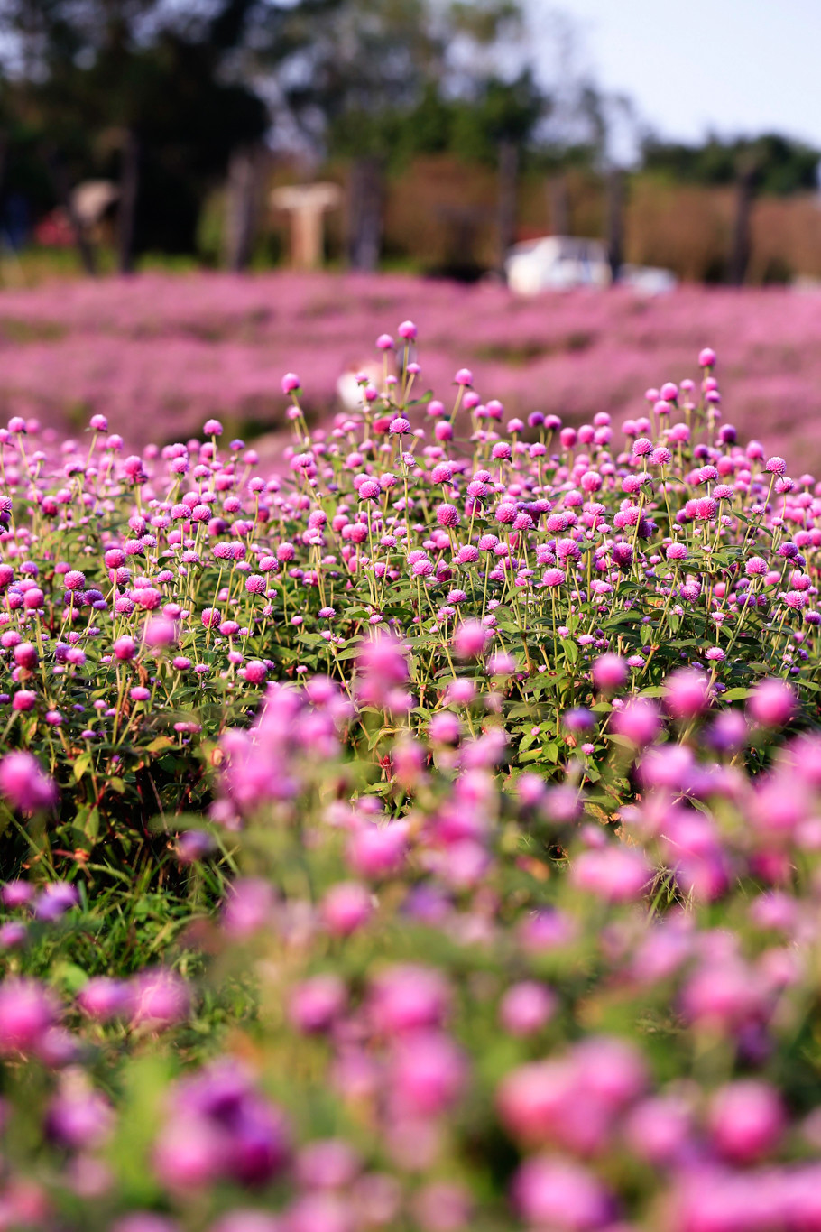 Vì loài hoa này mang trên mình màu tím đặc trưng đậm đầy ngọt ngào và lãng mạn nên nó được tượng trưng cho sự chung thủy của lứa đôi yêu nhau. (Ảnh: PV/Vietnam+)