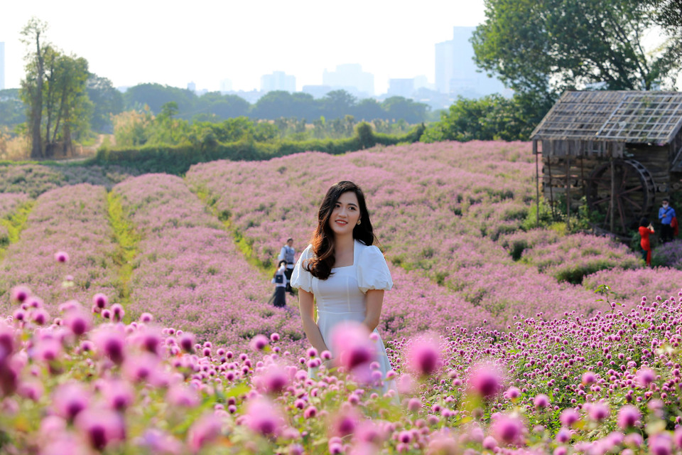 Với màu tím đặc trưng của mình, hoa bách nhật mang đến sự tượng trưng về lòng trung thực, sự cương nghị và đứng đắn cùng với sự thuỷ chung son sắt. (Ảnh: PV/Vietnam+)