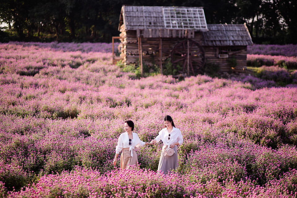 Chính vì vậy, việc một thung lũng hoa bách nhật nở rộ khiến nhiều người dân Thủ đô đặc biệt là các bạn trẻ mau chóng tìm tới. (Ảnh: PV/Vietnam+)