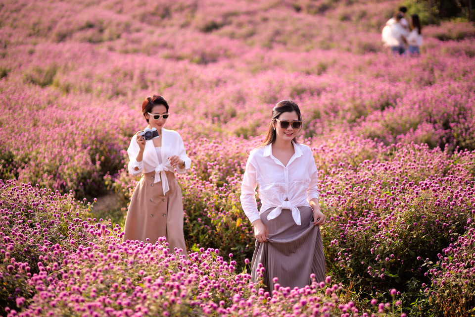 Điều đặc biệt cần phải kể đến của hoa bách nhật chính là đặc điểm không hề bị phai sắc cũng như không bị rụng như các loài hoa khác. (Ảnh: PV/Vietnam+)