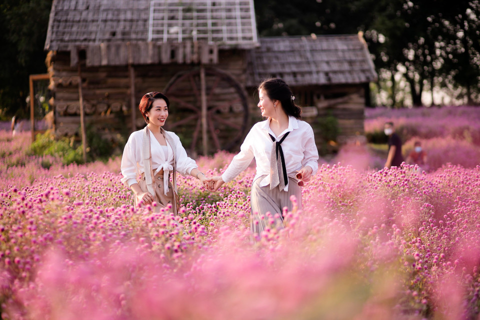 Lá của loại hoa này là lá đơn, mọc đối, hình bầu dục, có lông, đầu lá thường nhọn; cuống lá ngắn, ôm sát thân. (Ảnh: PV/Vietnam+)