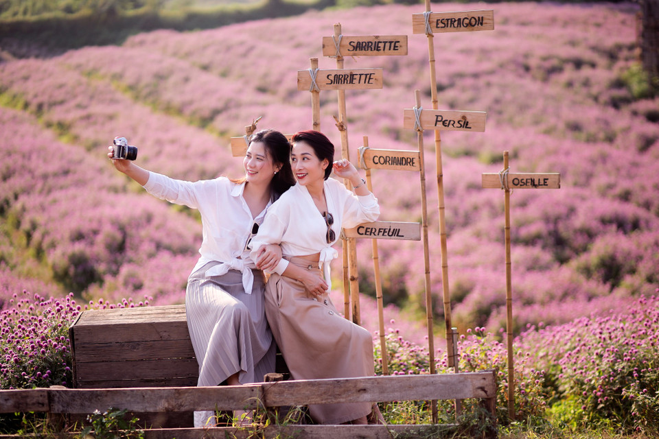 Khi nói đến cây hoa cúc bách nhật thường mọi người sẽ đều nghĩ đến những thảm hoa màu tím mộng mơ và lãng mạn. (Ảnh: PV/Vietnam+)