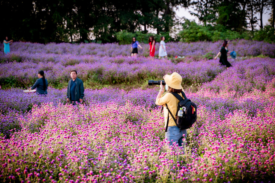 Khung cảnh lãng mạn, ngập tràn màu tím hồng mộng mơ chắc chắn thu hút bất cứ ai khi đến đây. (Ảnh: PV/Vietnam+)