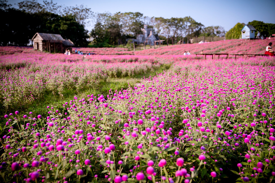 Thung lũng hoa bách nhật màu tím hồng rộng hơn 1ha ở đường Thạch Cầu (quận Long Biên) nở rộ khiến nhiều người dân Thủ đô tìm đến. (Ảnh: PV/Vietnam+)