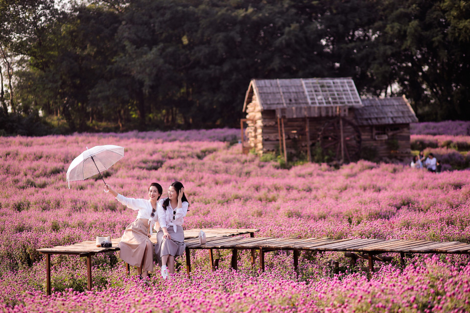 Tuy nhiên, hiện nay loài hoa này cũng đã được nhân giống và có thêm màu sắc mới khiến chúng trở nên đa dạng và hấp dẫn hơn như màu hồng, đỏ đậm và màu trắng. (Ảnh: PV/Vietnam+)
