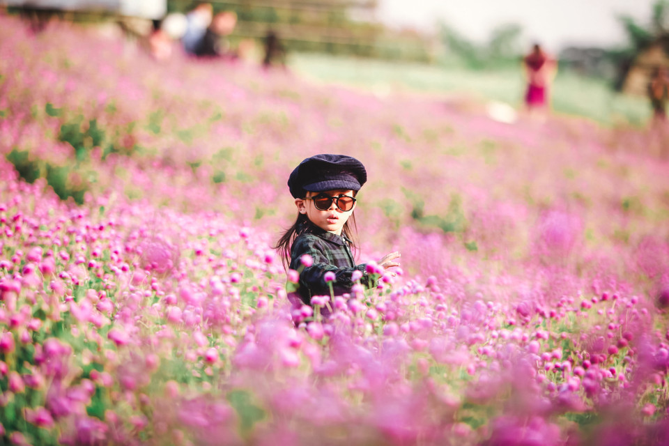 Thung lũng hoa cúc bách nhật phủ hồng tím một góc trời khiến nhiều bạn trẻ, người yêu hoa tìm tới thưởng ngoạn và chụp ảnh. (Ảnh: PV/Vietnam+)