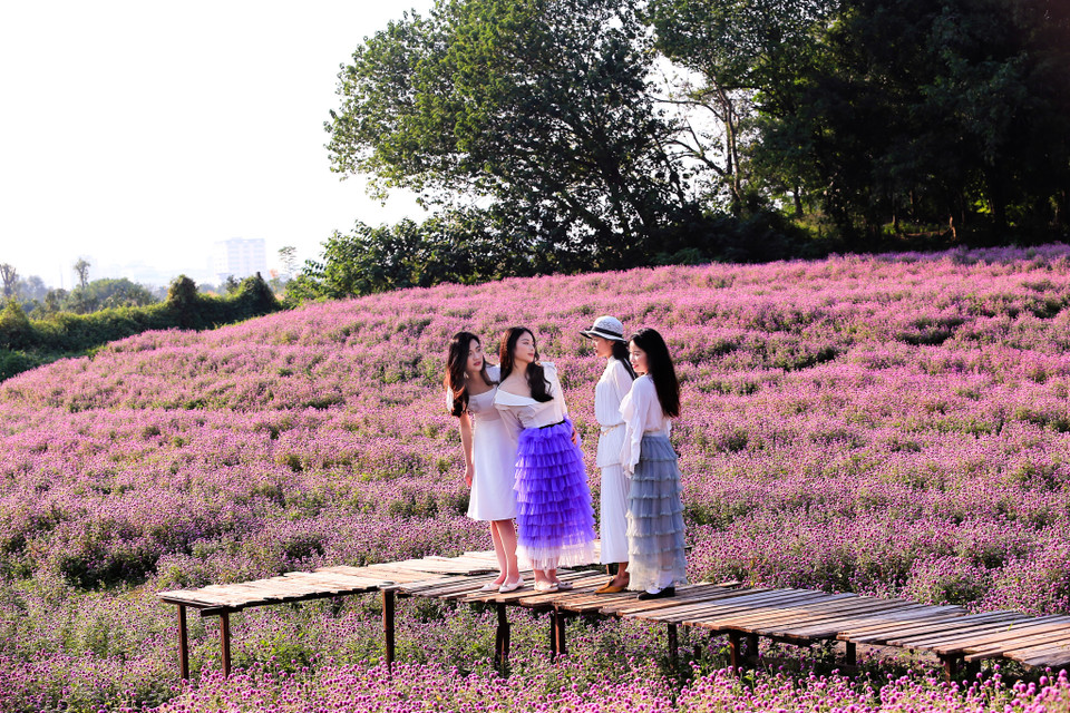 Chính vì thế, hoa bách nhật được sử dụng để làm hoa cưới. (Ảnh: PV/Vietnam+)