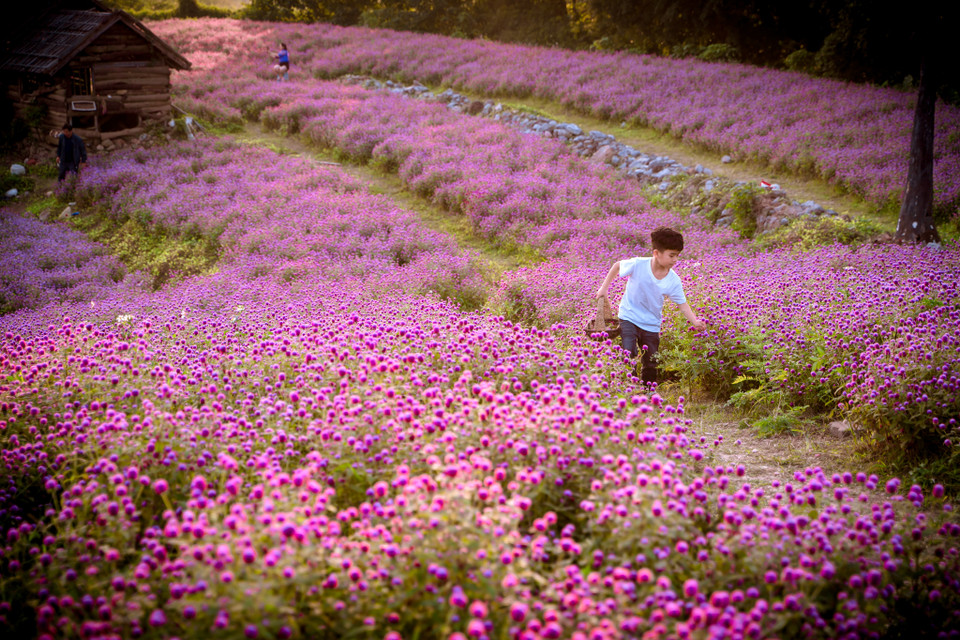 Hoa bách nhật được biết đến là có nguồn gốc từ Ấn Độ. Hoa thuộc họ rau dền. (Ảnh: PV/Vietnam+)