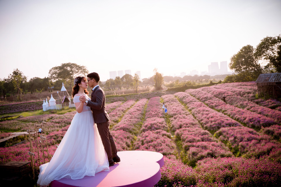 Với từng bông hoa nhỏ, tròn như những chiếc cúc áo to trông rất đặc biệt nên mới được gọi với cái tên là hoa cúc áo. (Ảnh: PV/Vietnam+)