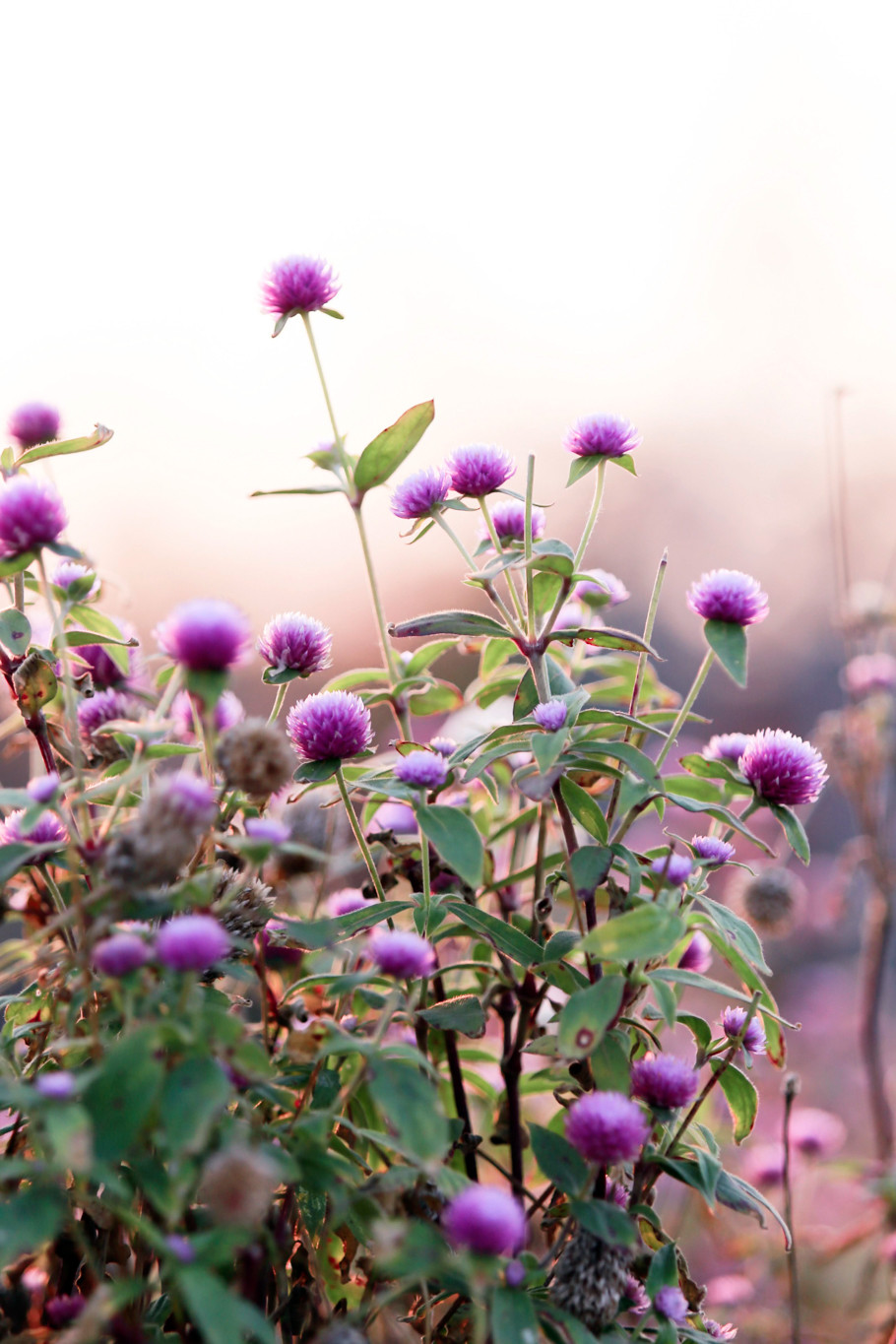 Khi hoa này được trồng cả một vùng sẽ tạo ra một thảm hoa màu tím rất rực rỡ, đẹp mắt. (Ảnh: PV/Vietnam+)