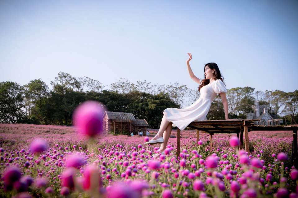 Cánh đồng hoa nở rộ tím ngắt đã thu hút nhiều bạn trẻ Hà Nội tìm đến vui chơi, chụp ảnh trong những ngày gần đây. (Ảnh: PV/Vietnam+)