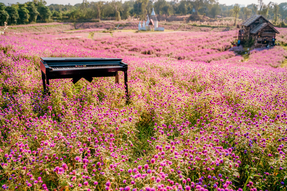 Hoa bách nhật là cây thân thảo, cao khoảng 30-60cm, mọc thẳng, nhiều cành, phân đốt, có lông, thân non màu xanh, thân già màu tía. (Ảnh: PV/Vietnam+)