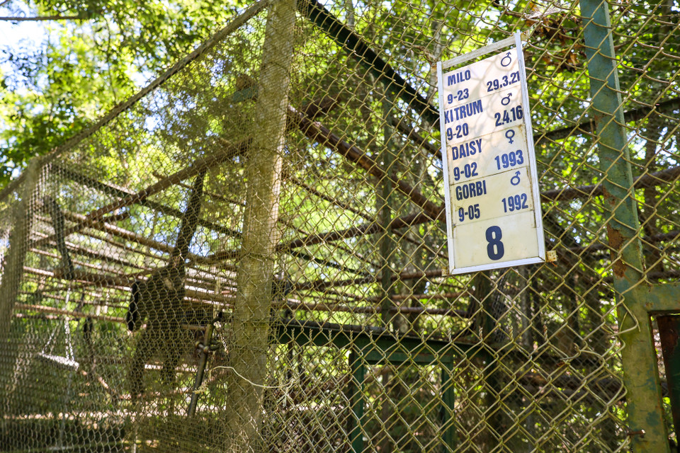 Nằm trong khu vực rừng quốc gia Cúc Phương, Trung tâm cứu hộ thú linh trưởng Cúc Phương là nơi chăm sóc, cứu hộ và chăm sóc các loài linh trưởng quý hiếm của Việt Nam để trả chúng về với môi trường sống tự nhiên. (Ảnh: Minh Sơn/Vietnam+)