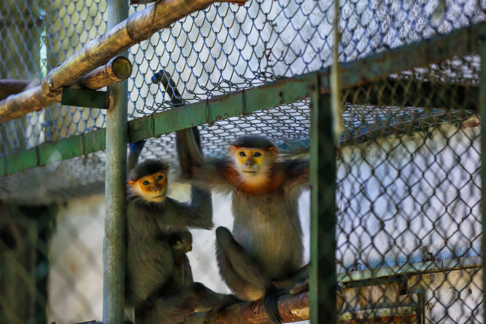 Trung tâm đang là nơi làm việc của 29 cán bộ, nhân viên với nhiệm vụ chăm sóc, nuôi dưỡng các cá thể linh trưởng. (Ảnh: Minh Sơn/Vietnam+)
