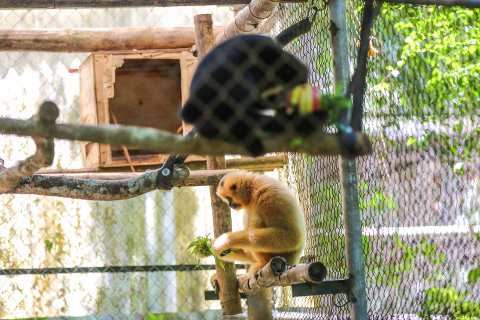 Anh Đỗ Đăng Khoa, một trong những 'bảo mẫu' thổ lộ gần 13 năm gắn bó với Trung tâm, điều khiến anh tự hào là đã được nhìn thấy sự hồi sinh của các loài linh trưởng. (Ảnh: Minh Sơn/Vietnam+)