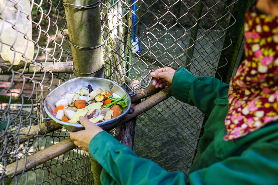 Nếu Vườn quốc gia Cúc Phương được đánh giá là một trong những vườn thực vật tầm cỡ của thế giới, thì Trung tâm cứu hộ thú linh trưởng Cúc Phương đang trở thành một trong những nơi cứu hộ và nuôi dưỡng động vật hoang dã lớn nhất ở khu vực Đông Nam Á. (Ảnh: Minh Sơn/Vietnam+)