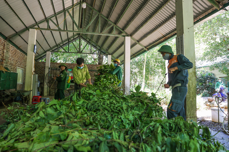 Thức ăn của linh trưởng là các loại lá cây có vị đắng, chát, có nhựa như vả, sung, phượng, nhãn… (Ảnh: Minh Sơn/Vietnam+)