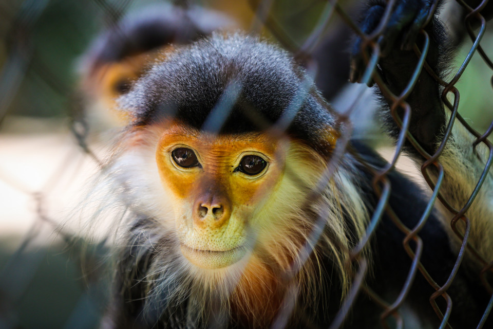 Nhiều loài có nguy cơ tuyệt chủng cao được phát hiện và bảo tồn tại đây, trong đó có những loài rất đặc biệt như Voọc chà vá chân nâu được tôn vinh là 'nữ hoàng' của các loài thú linh trưởng. (Ảnh: Minh Sơn/Vietnam+)