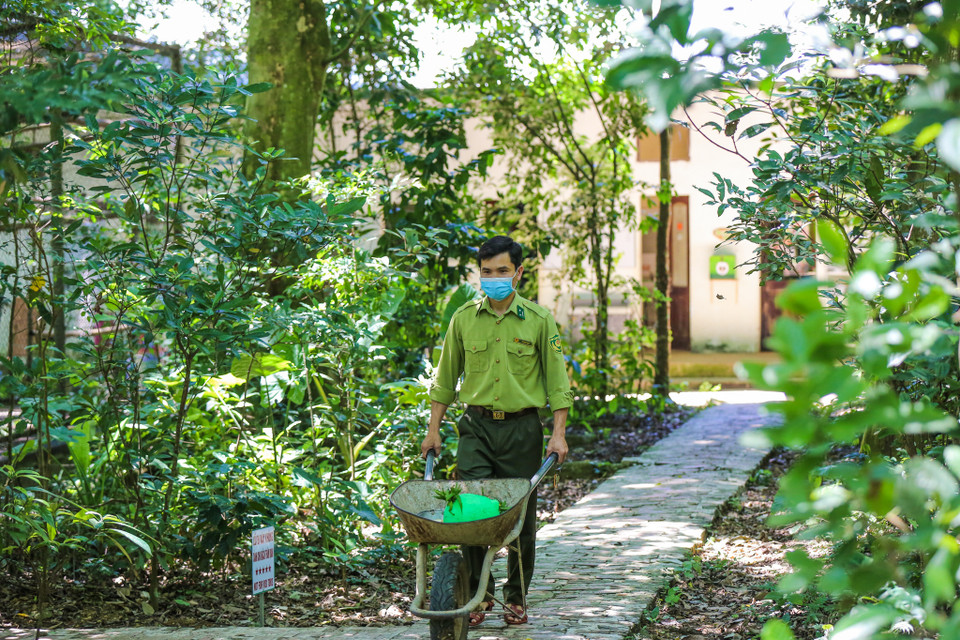 Các loài linh trưởng đang được quản lý và chăm sóc, theo dõi sức khỏe bởi hơn 29 nhân viên thú y, cán bộ kỹ thuật và chuyên gia nghiên cứu người nước ngoài. Trong số đó, có những người đã gắn bó 28 năm, cũng có những bạn trẻ vừa ra trường mới vào trung tâm được 4-5 tháng. (Ảnh: Minh Sơn/Vietnam+)