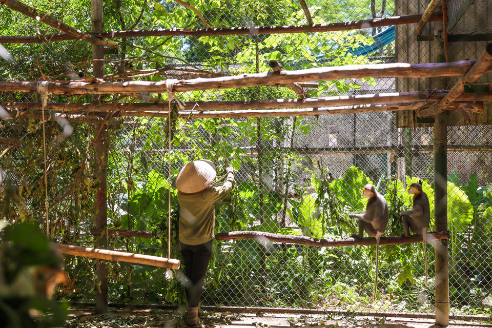 Nhiều năm nay, Trung tâm cứu hộ linh trưởng nguy cấp Cúc Phương đã trở thành điểm đến hấp dẫn du khách trong và ngoài nước. (Ảnh: Minh Sơn/Vietnam+)