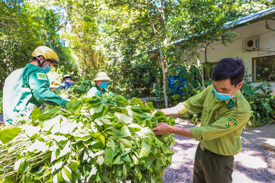 Dù vậy, chỉ sau một thời gian được chăm sóc, hầu hết các cá thể linh trưởng đã dần phục hồi sức khỏe. Mỗi loài có một đặc tính khác nhau nhưng tất cả đều có điểm chung là rất thân thiện với những 'bảo mẫu' của mình - đó là các cán bộ thú y ngày đêm chăm chút cho chúng. (Ảnh: Minh Sơn/Vietnam+)