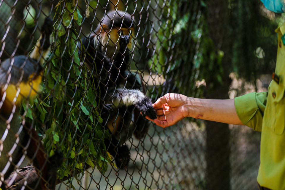 Phần lớn các loài linh trưởng ở đây đều là tang vật của những vụ buôn bán động vật hoang dã bất hợp pháp đã được lực lượng kiểm lâm bắt giữ, có nhiều cá thể đang trong tình trạng bị thương tích rất nặng. (Ảnh: Minh Sơn/Vietnam+)