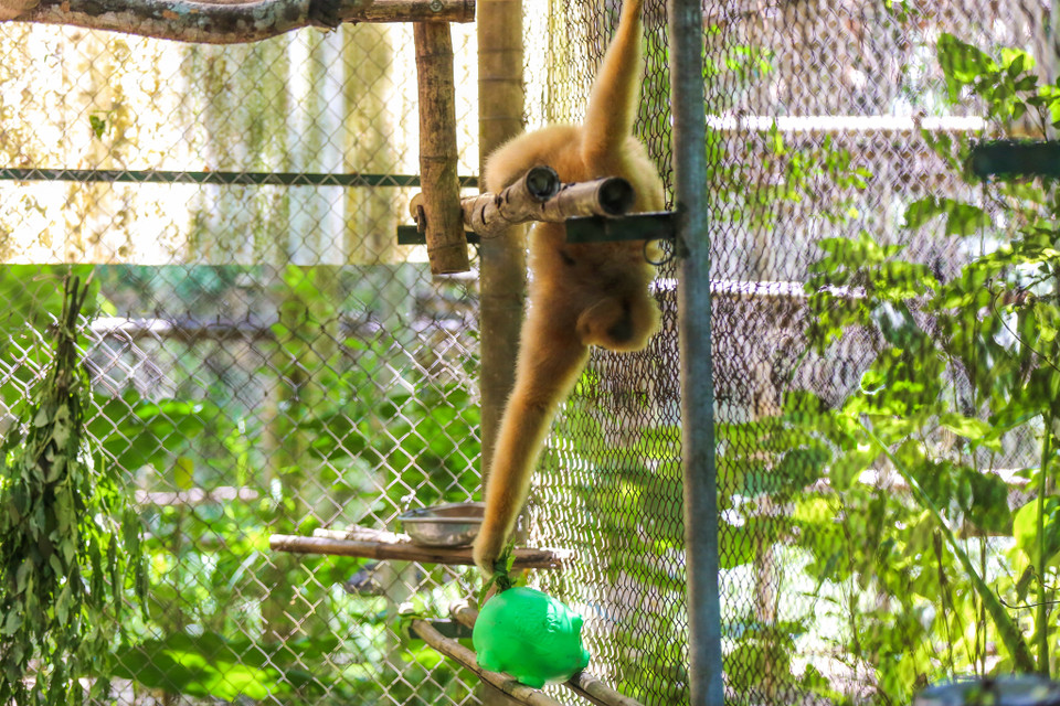 Các loài linh trưởng sẽ phải tự tìm, tự lấy đồ ăn theo bản năng trước khi chúng được về với tự nhiên. (Ảnh: Minh Sơn/Vietnam+)